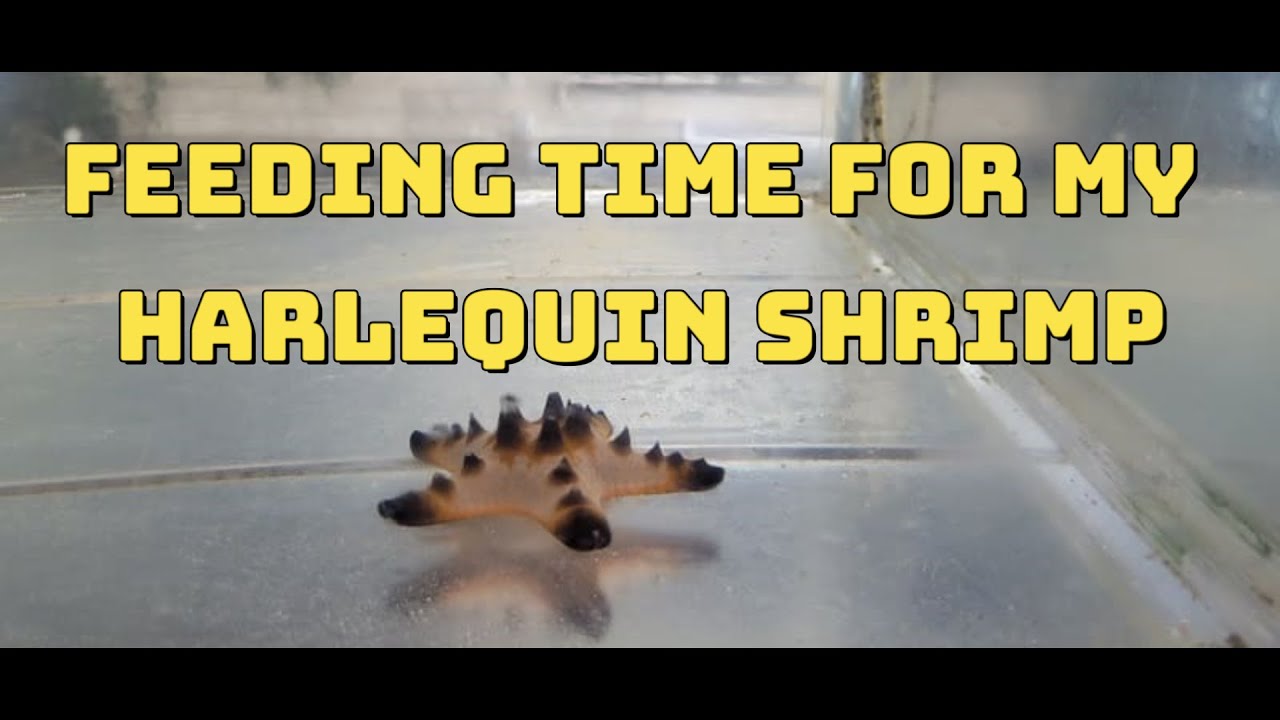 Chocolate Chip Sea Star | Time To Feed The Harlequin Shrimp