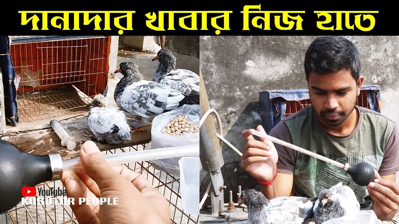সেরা ফিডার ছোট বাচ্চা কবুতরকে সেকেন্ডে দানাদার খাদ্য খাওয়ানোর, Pigeon Baby Hand Feeder @IdeasTherapy