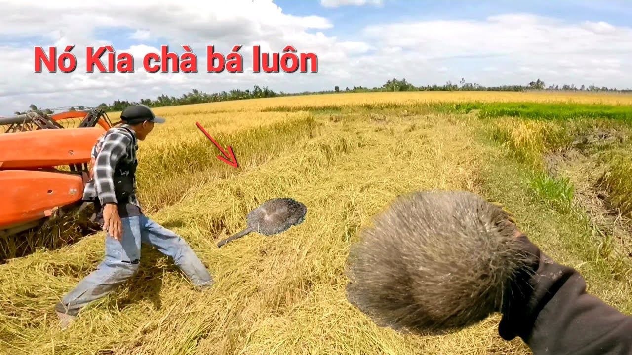 Vừa vô tới đồng để bắt chuột Miến ruộng đầu tiên đã gặp hàng khủng và một bầy chuột cơm