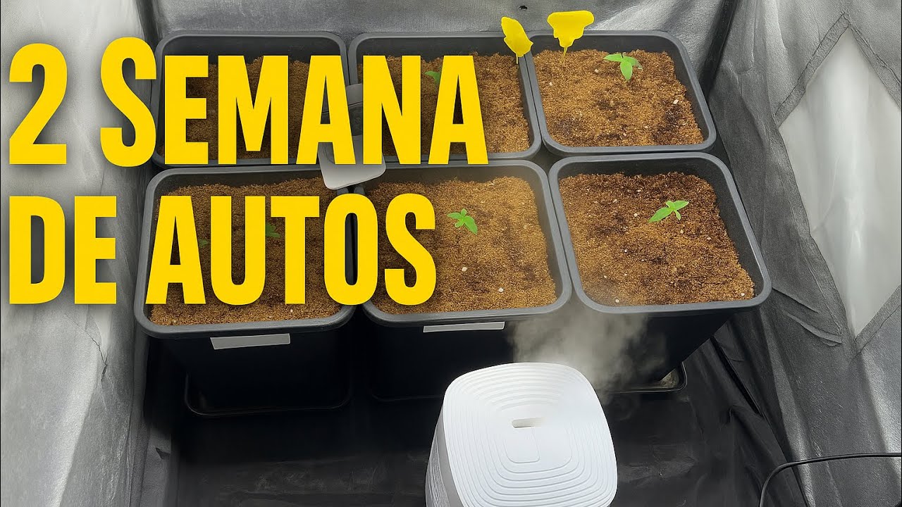 SEGUNDA SEMANA de AUTOFLORECIENTES en COCO 🌱 | Seguimiento Indoor Fast Buds