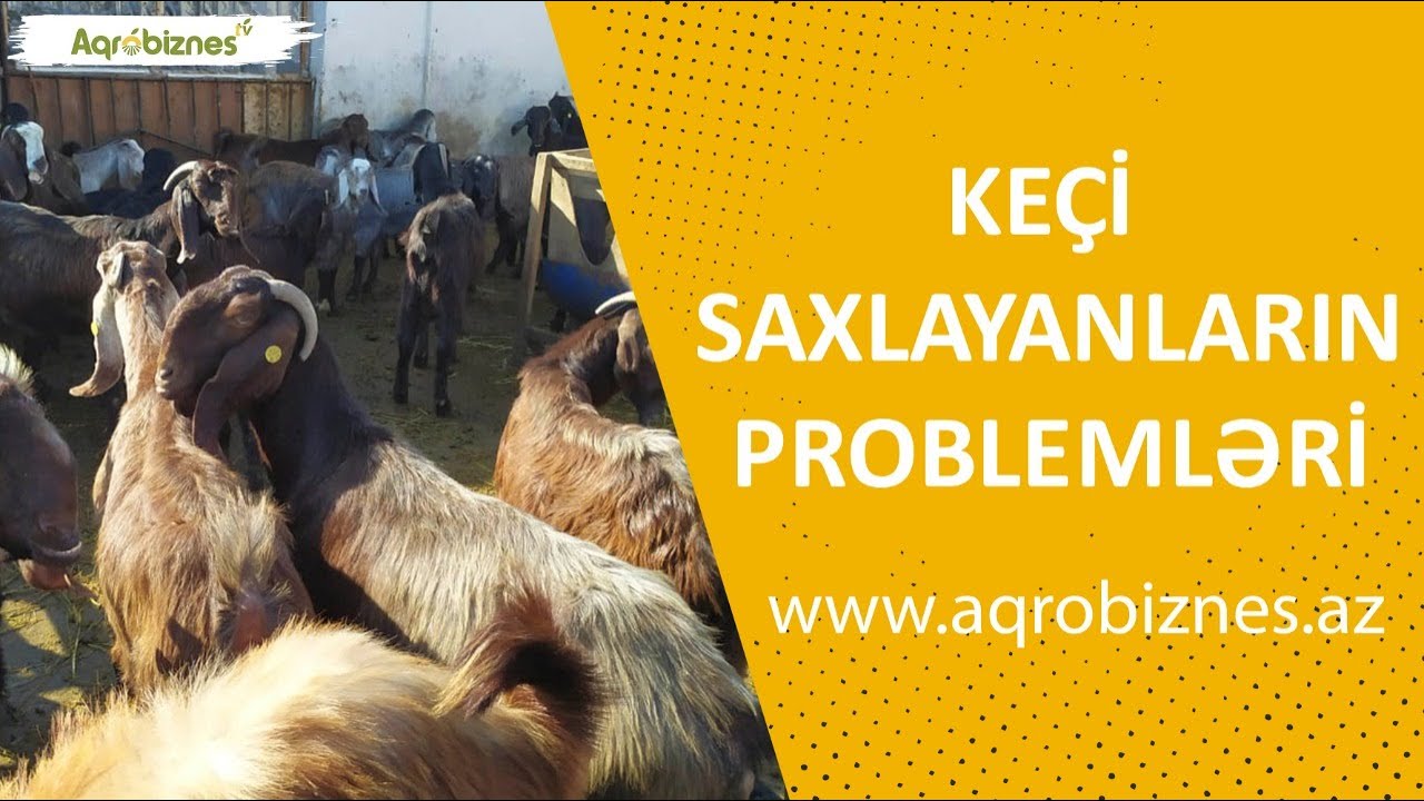 Keçi saxlayanlar nə qazanır?
