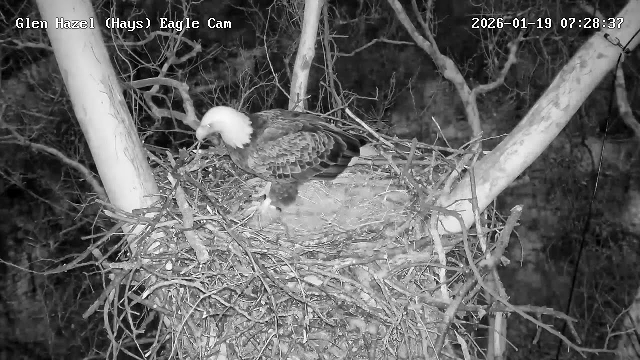 Glen Hazel (Hays) Eagles - Mom brings in a branch! 01-19-2026 