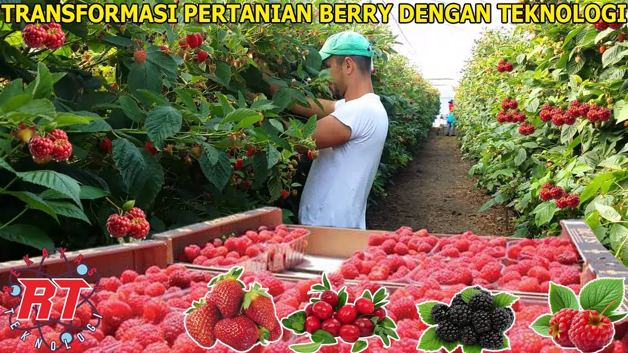 TEKNOLOGI CANGGIH DI KEBUN BERRY | RAHASIA SUKSES RASPBERRY, MURBEI, CRANBERRY DAN LAINNYA