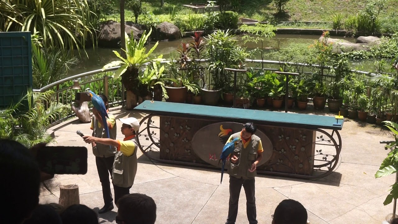 BIRDS SHOW/BIRDS PARK/KUALA LUMPUR MALAYSIA