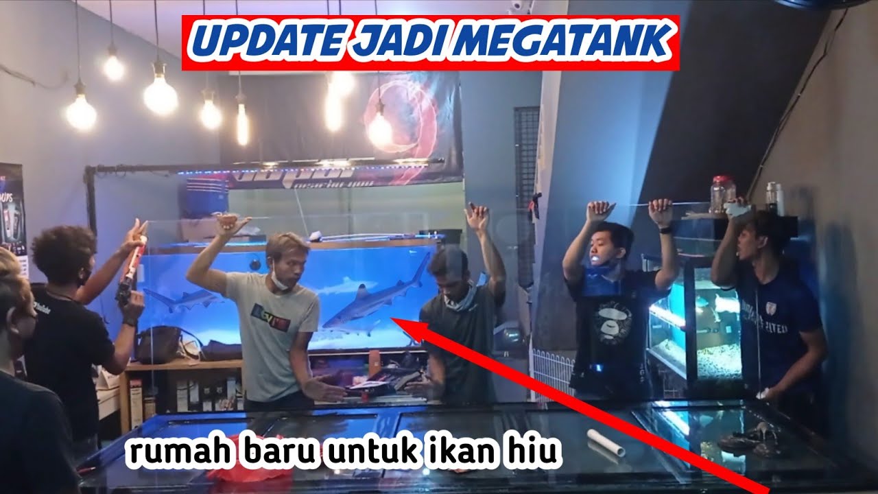 MEGATANK IKAN HIU