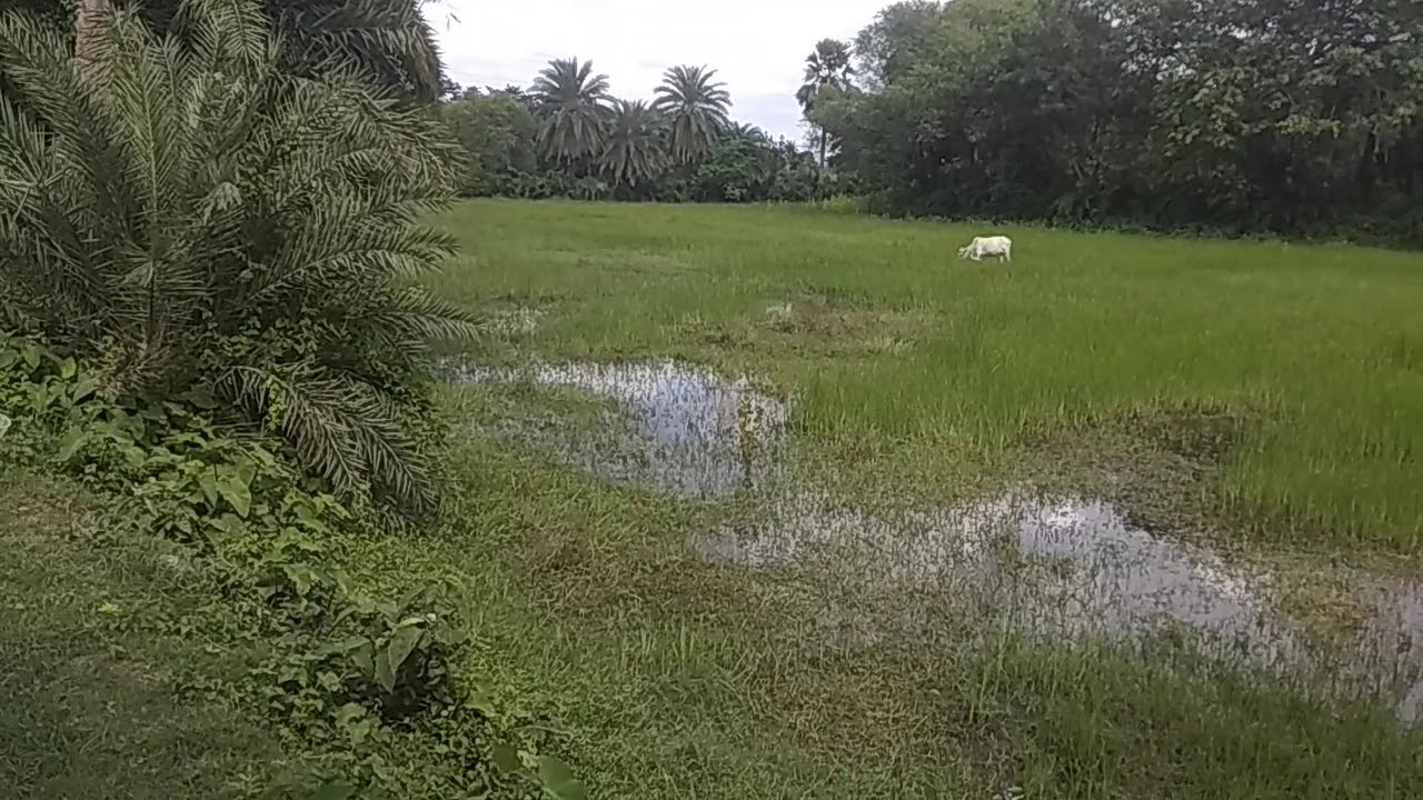 Low price Land sale in near Kolkata new town call- 8910901629 / 7363810716