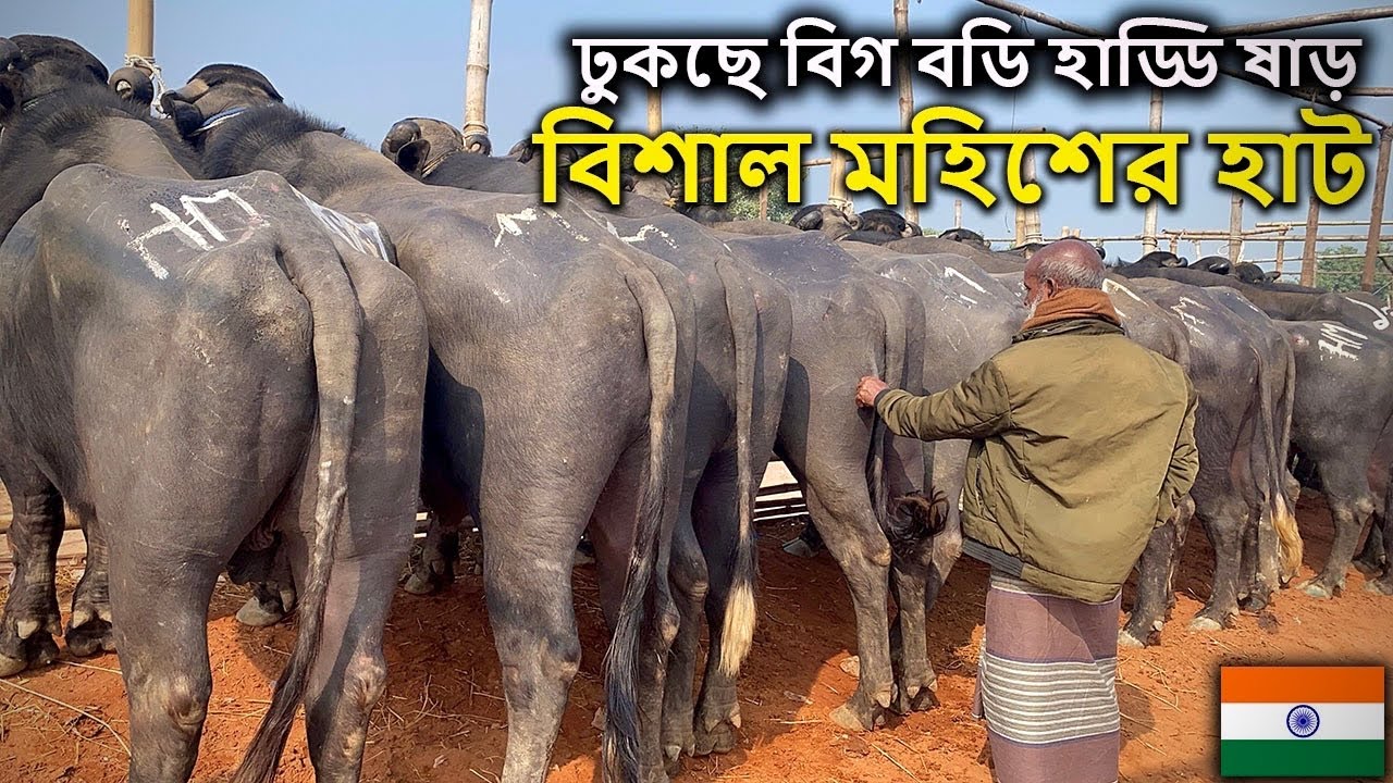 ইন্ডিয়ান হাড্ডি ষাড় মহিষের হাট | সিটি হাট রাজশাহী | ০৫ জানুয়ারি