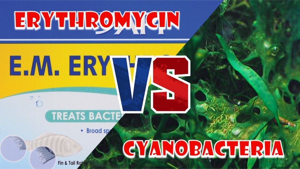 Erythromycin VS Cyanobacteria in the Freshwater Aquarium