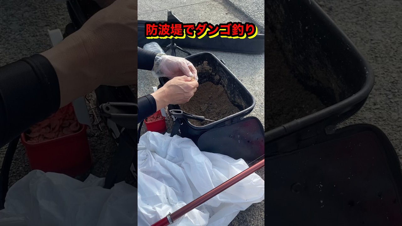 #shorts #ダンゴ釣り#チヌ釣り