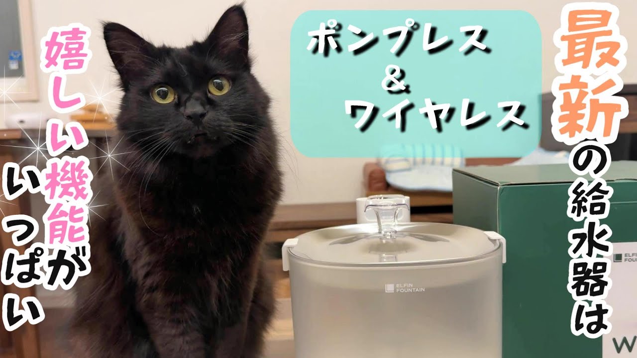 話題の自動給水器が我が家にやって来た!!【エルフィン給水器】　