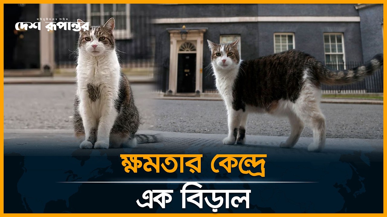 ব্রিটিশ প্রধানমন্ত্রীর বাসভবনে বিড়ালের দায়িত্ব | British Prime Minister | Cat