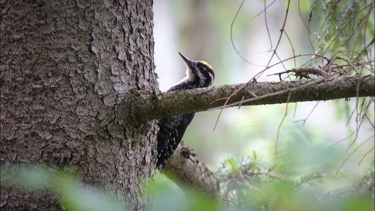 3zehenspecht Picoides tridactylus Nationales Naturschutzgebiet Tiesňavy Terchová Malá Fatra Slowakei