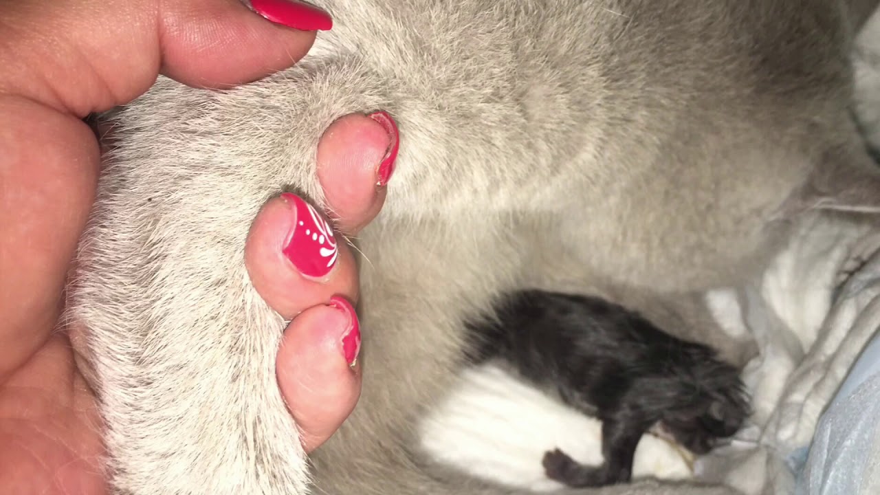 24 Stunden Katzengeburt