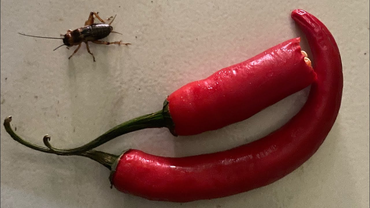 Experimen jangkrik + biji cabai utk sirtu #viral #kicaumania #burunggacor #sirtugacor