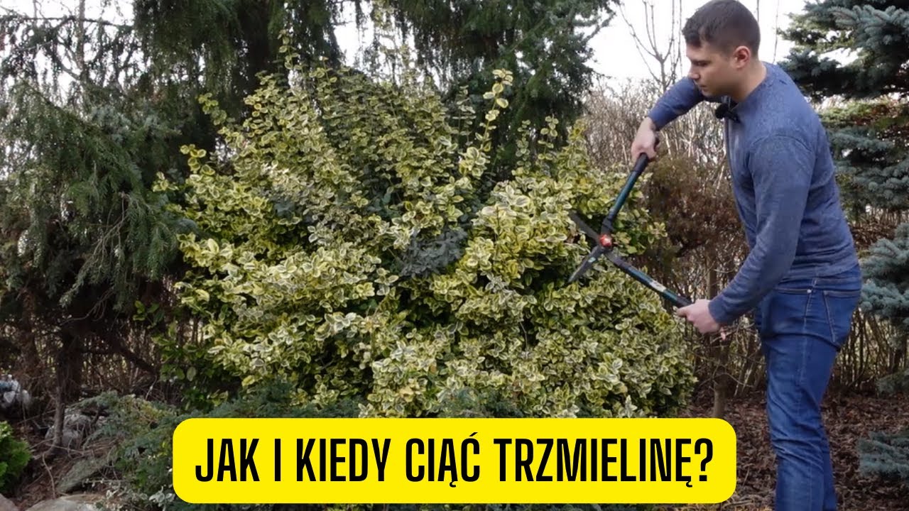 Jak i kiedy przycinać Trzmielinę Fortune&rsquo;a? Praktyczne porady pielęgnacyjne