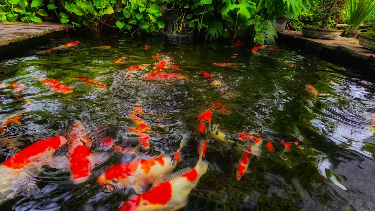 Relaxing Koi Fish Feeding ASMR | Colorful Koi Pond Serenity ⭐