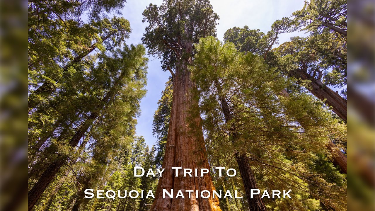 Is Sequoia National Park worth driving through / visiting for one day?