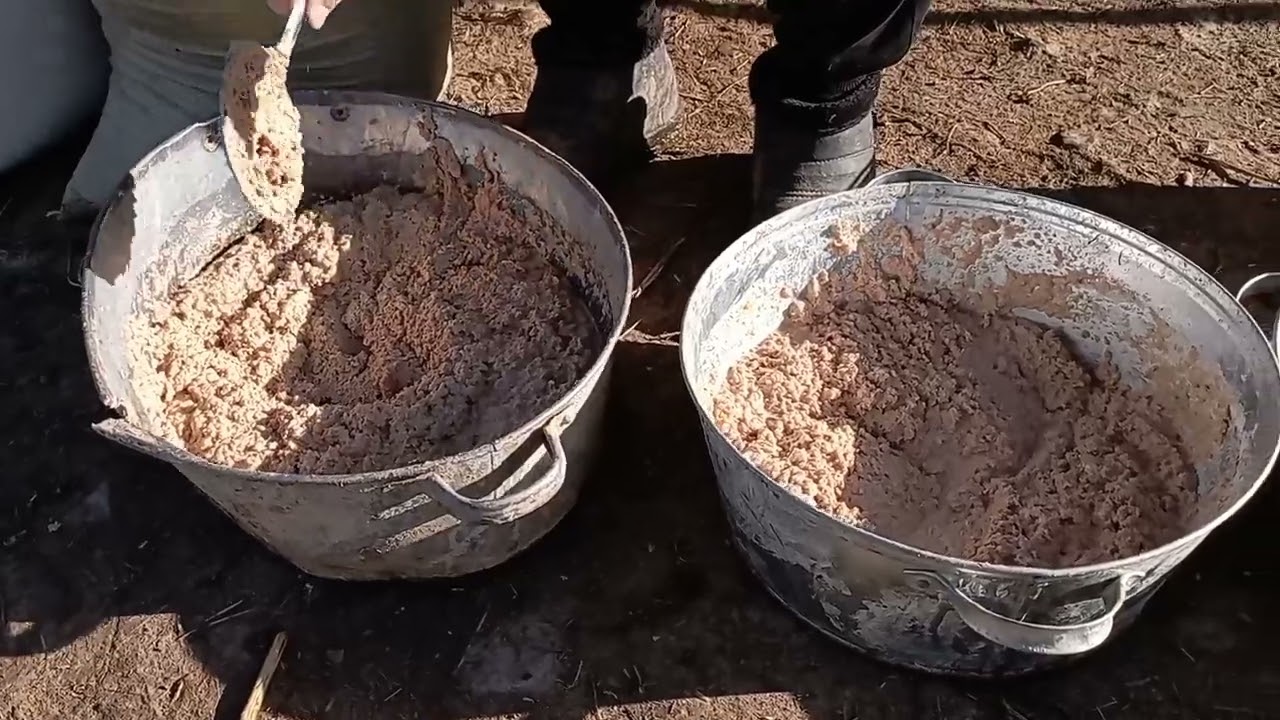 Мал бордақлау және Жылқы бордақылаудың ең оңай тәсілдері👍