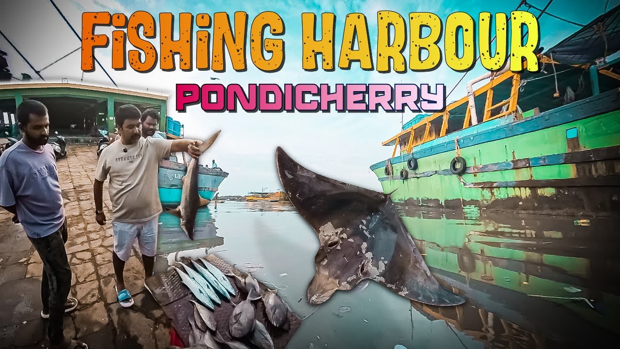 Morning at Pondicherry Fishing Harbour | The Hidden Soul of the Sea