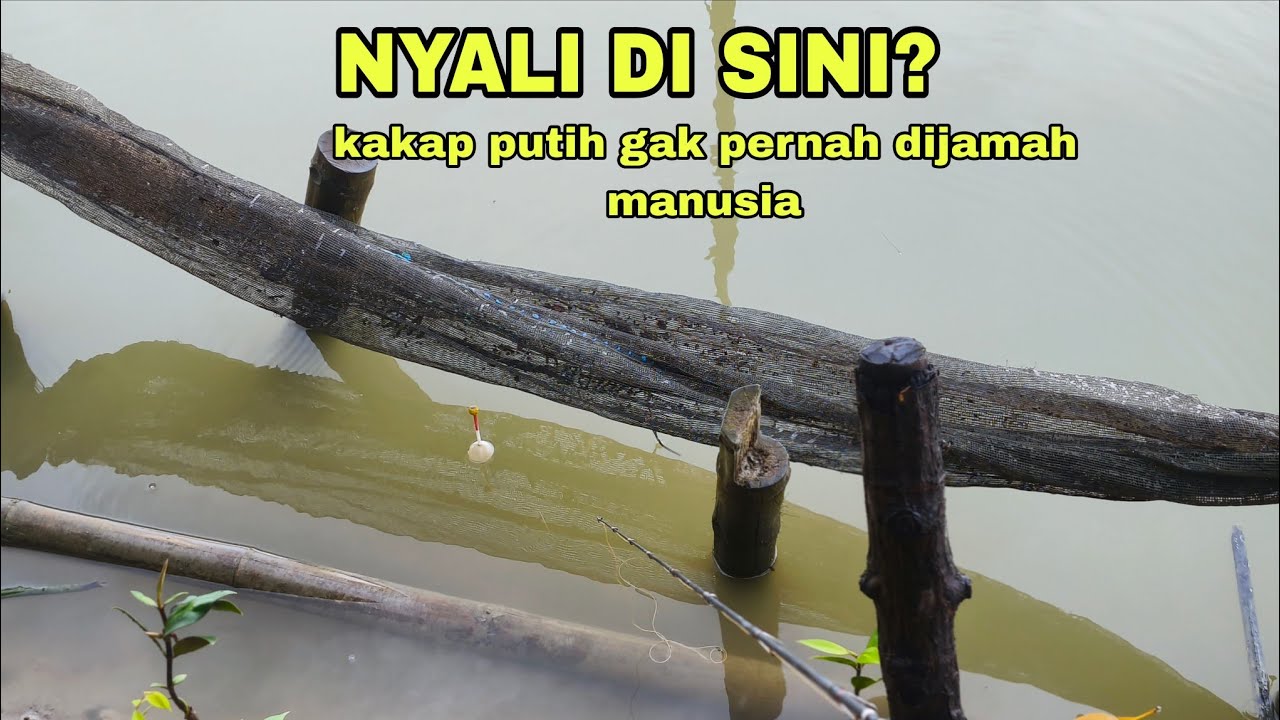 BEGINI JADINYA !!! MANCING KAKAP PUTIH DI SPOT PERTAMA DI JAMAH MANUSIA.!!!