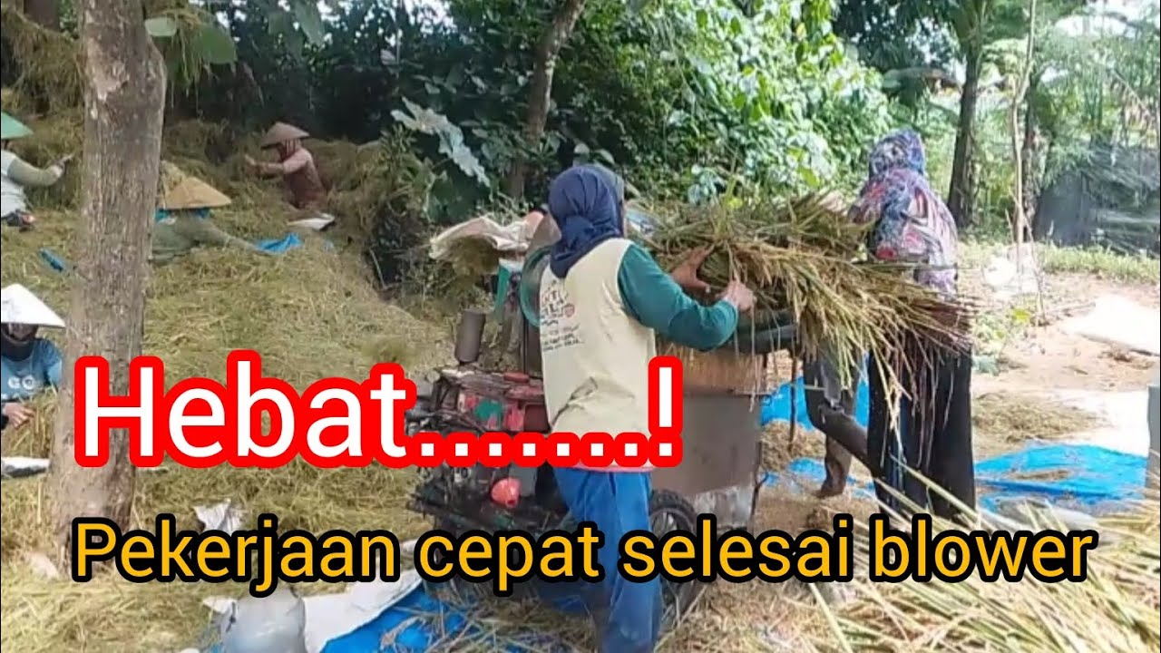 Blower padi pembantu petani #fypシ゚viral #viralvideo #mesinperontokpadi 