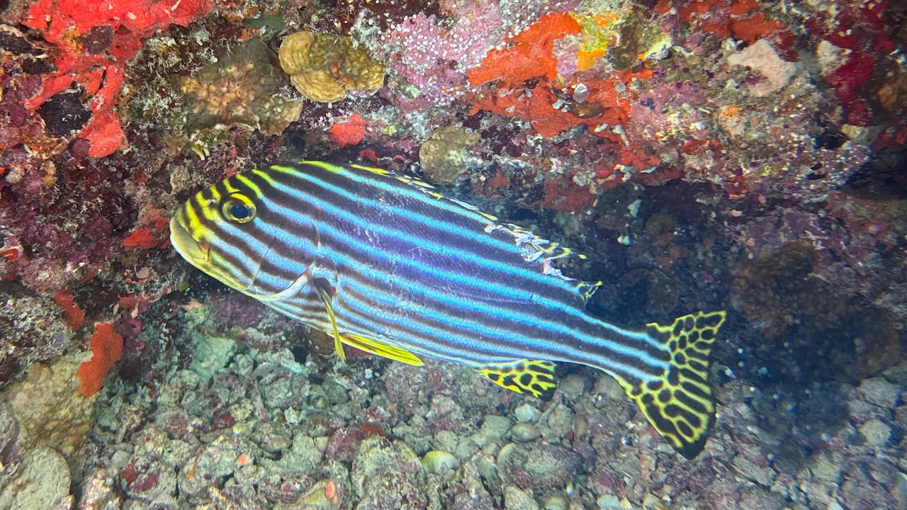 MALDIVES ADVENTURES