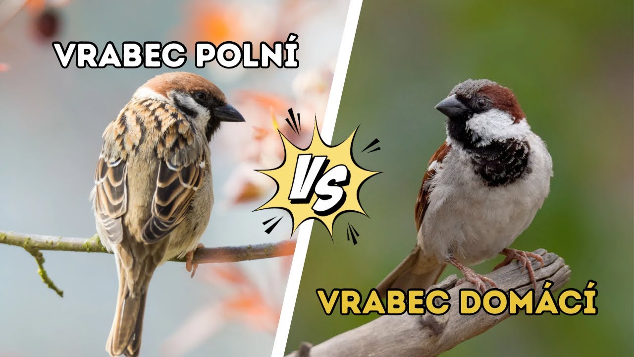 Vrabec polní vs. vrabec domácí: Jaký je mezi nimi rozdíl?