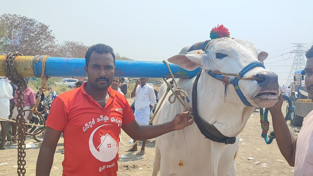 పెద్ద పసువుల సీనియర్స్ విభాగంలో 8వ జత TPR బుల్స్