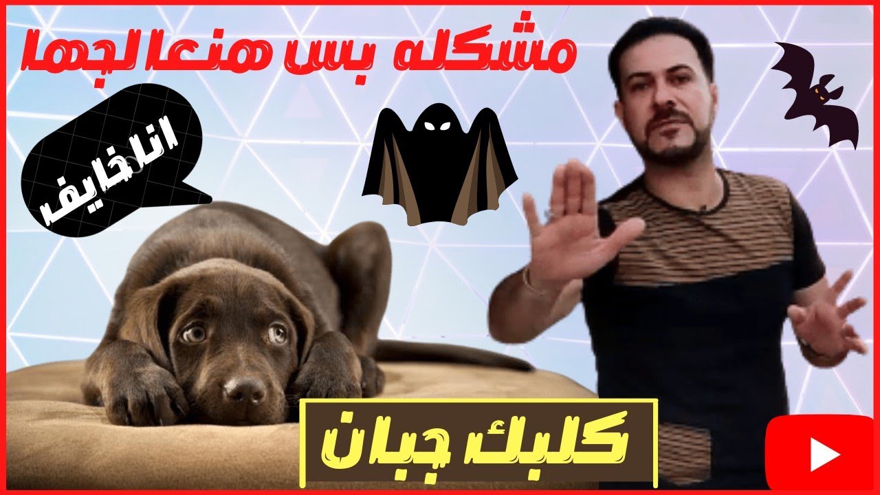 طرق ازاله الخوف من الكلاب وازاي يكون كلبك شجاع في 4 نقاط
