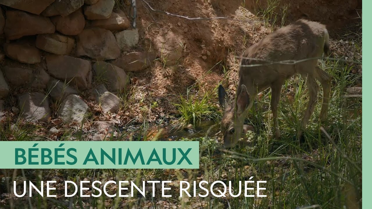 Une biche à queue noire et son petit descendent le Grand Canyon pour trouver de l'eau