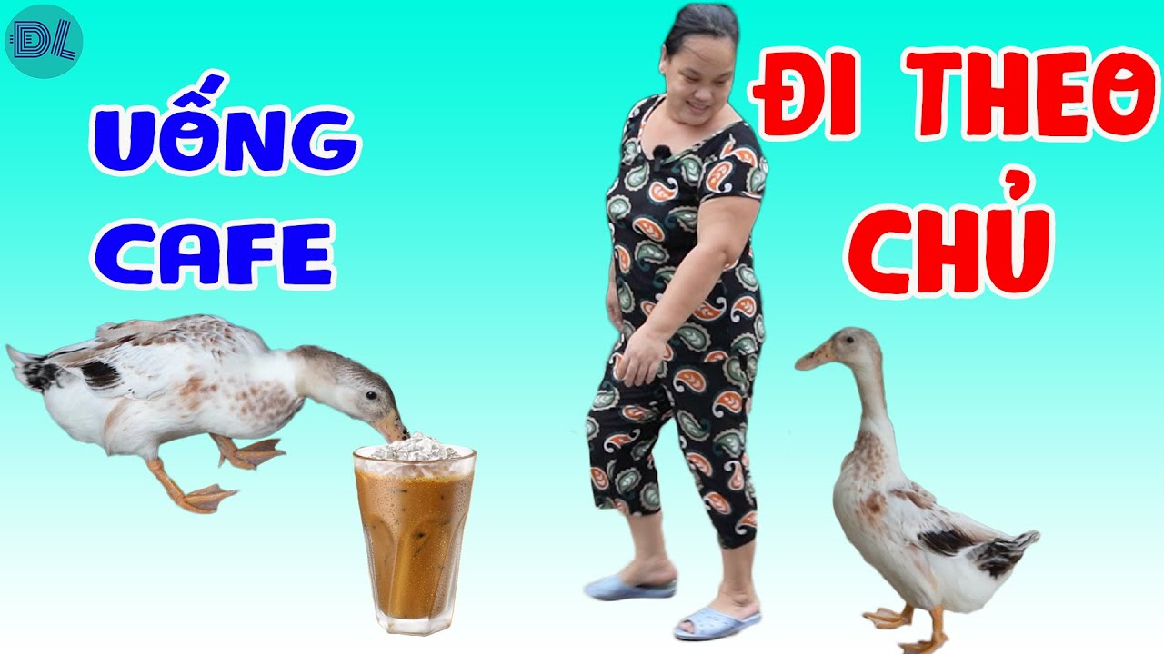 Con vịt lạ, ngủ chung với chung, mê mùi chủ, không rời nửa bước II ĐỘC LẠ BÌNH DƯƠNG
