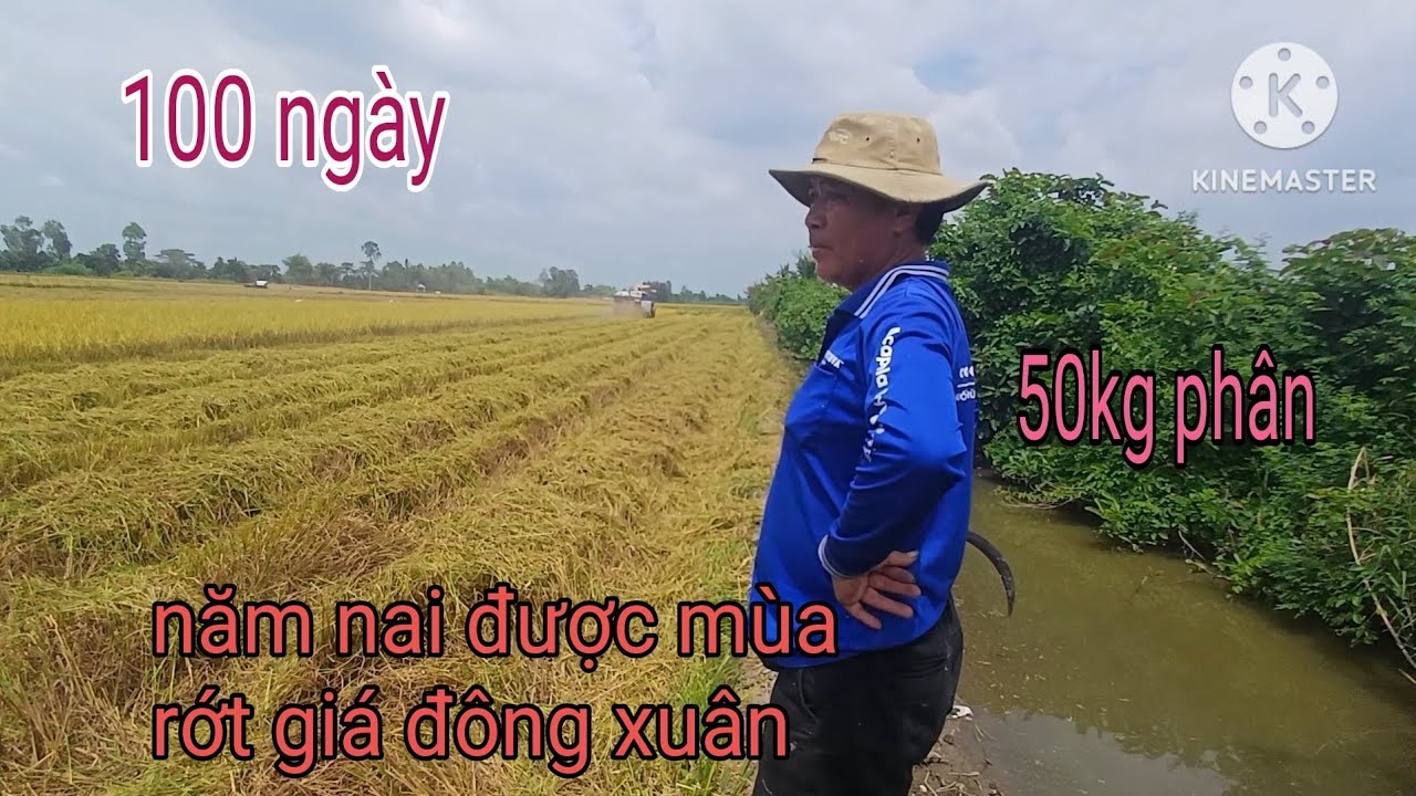 Năm nai đài thơm8 năng suất khá 20.5 bao bán 5.850n tiền phân thuốc 2tr mấy 