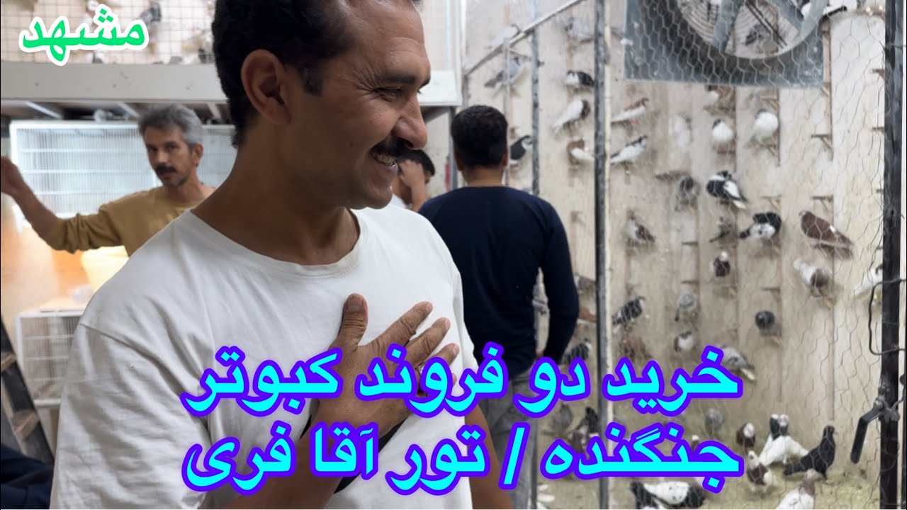 خرید۲ فروند کبوتر ماده تورآقا فری/سرور قزوینی در تور مشهد/توس۶۷بالاتر از تورداش محسن/عشق بازان ایران