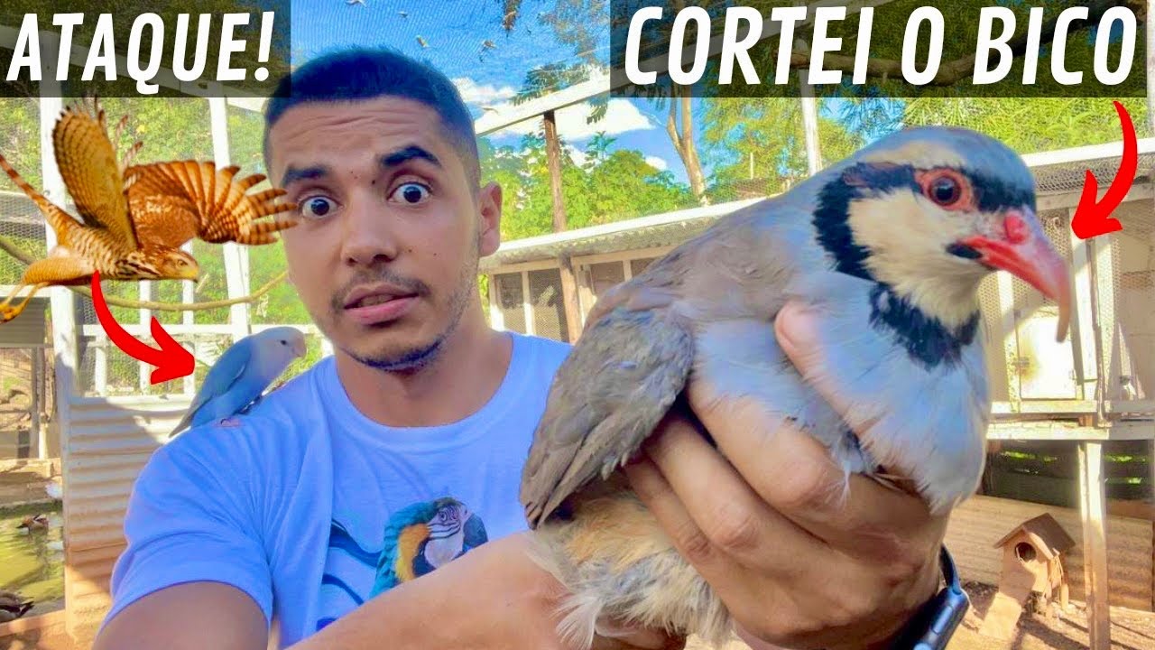 Cortando o bico e mudando a Perdiz Chukar | Gavião atacando os Agapornes | Aves Recriar