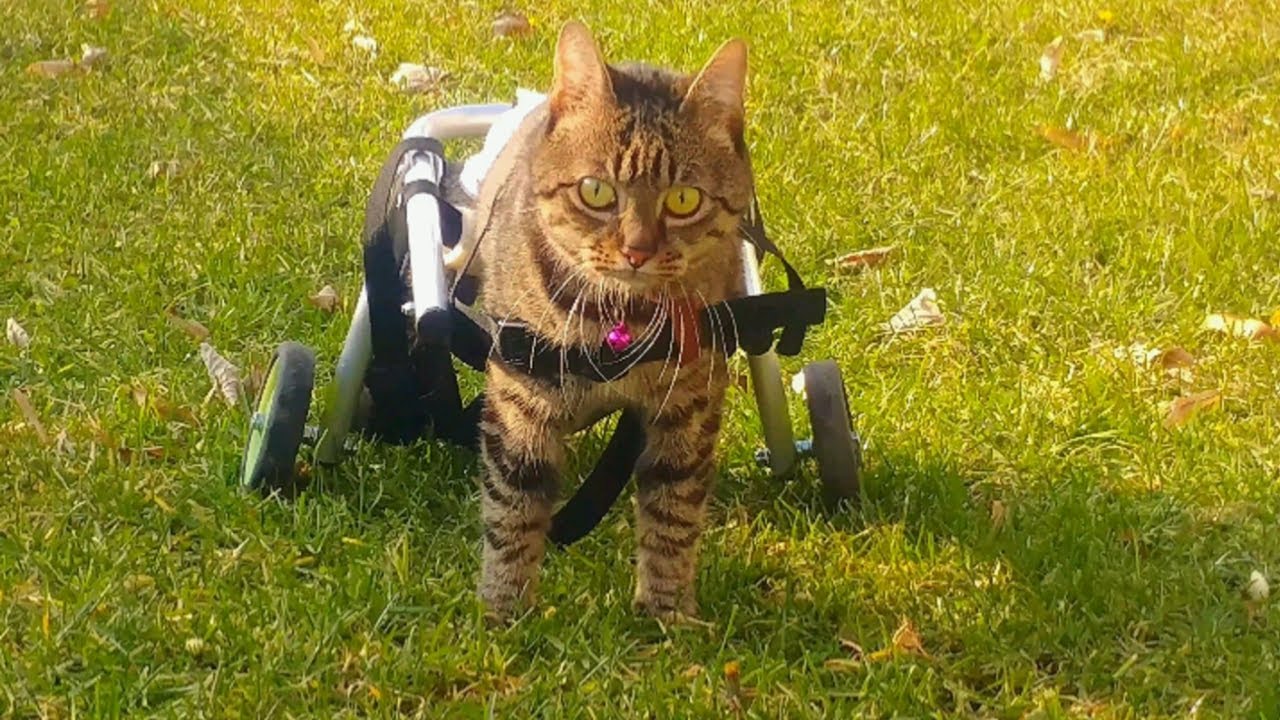 Paralyzed cat Dusty walking in wheelchair for the first time | Second chance after a long 4 years