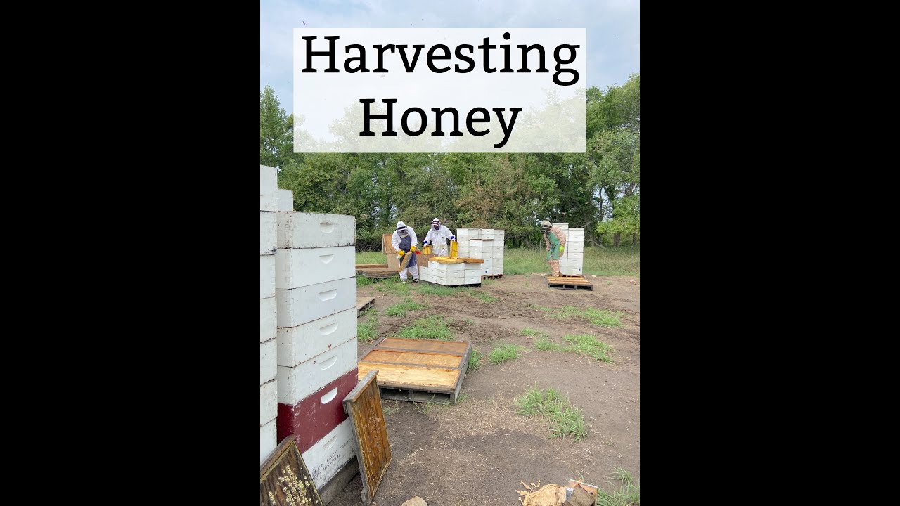 How It's Made: Honey Series Part 5-Harvesting Honey