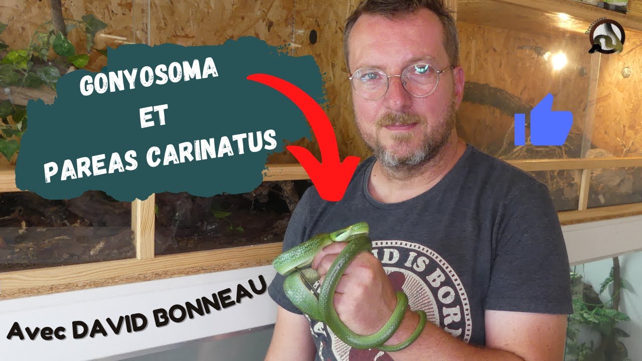 [ Visite chez DAVID BONNEAU #3 ] GONYOSOMA et PAREAS CARINATUS !!!