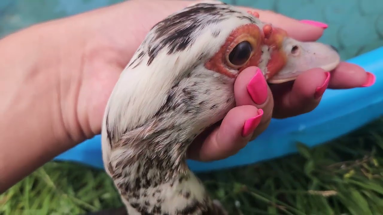 friendly muscovy ducks hanging in the Florida heat #duck #ducks