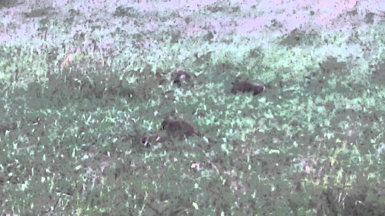 mongeese