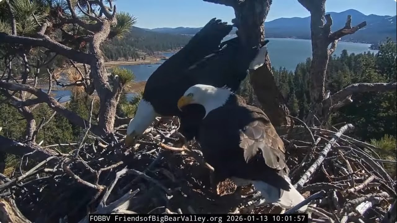 Jackie and Shadow, January 13th morning 2026 @FOBBVCAM