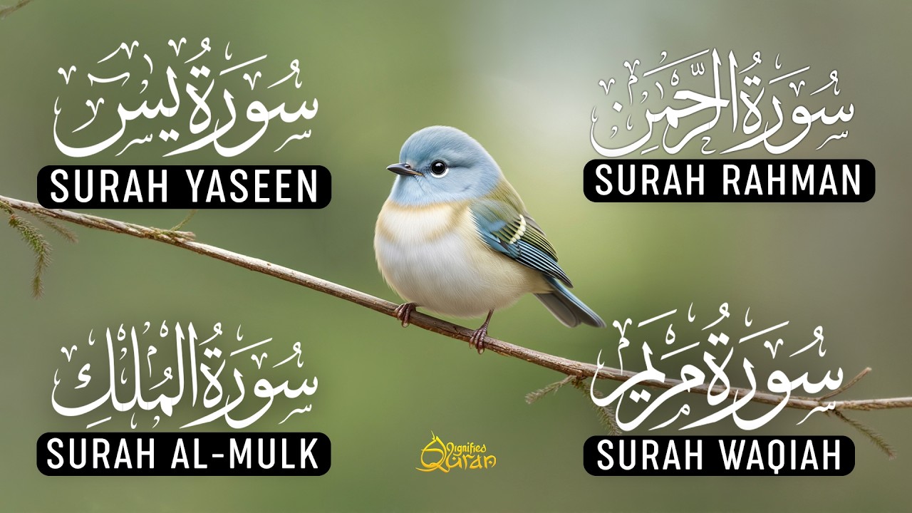 Calming Voice Of Surah Yaseen | Surah Rahman | Surah Waqiah | Surah Mulk | Alaa Aqel | Ep-13