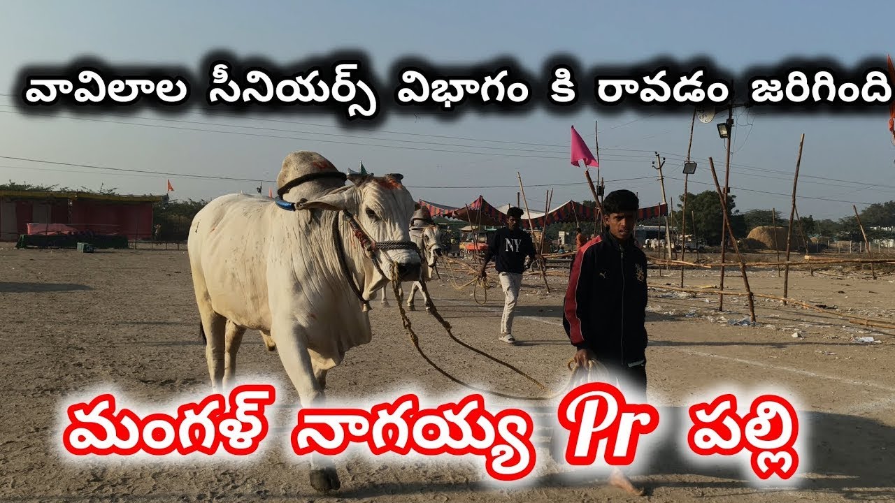 2026_రాజోలి సీనియర్ విభాగం ,,3వ జత 💥 మంగలి నాగయ్య పి ఆర్ పల్లి