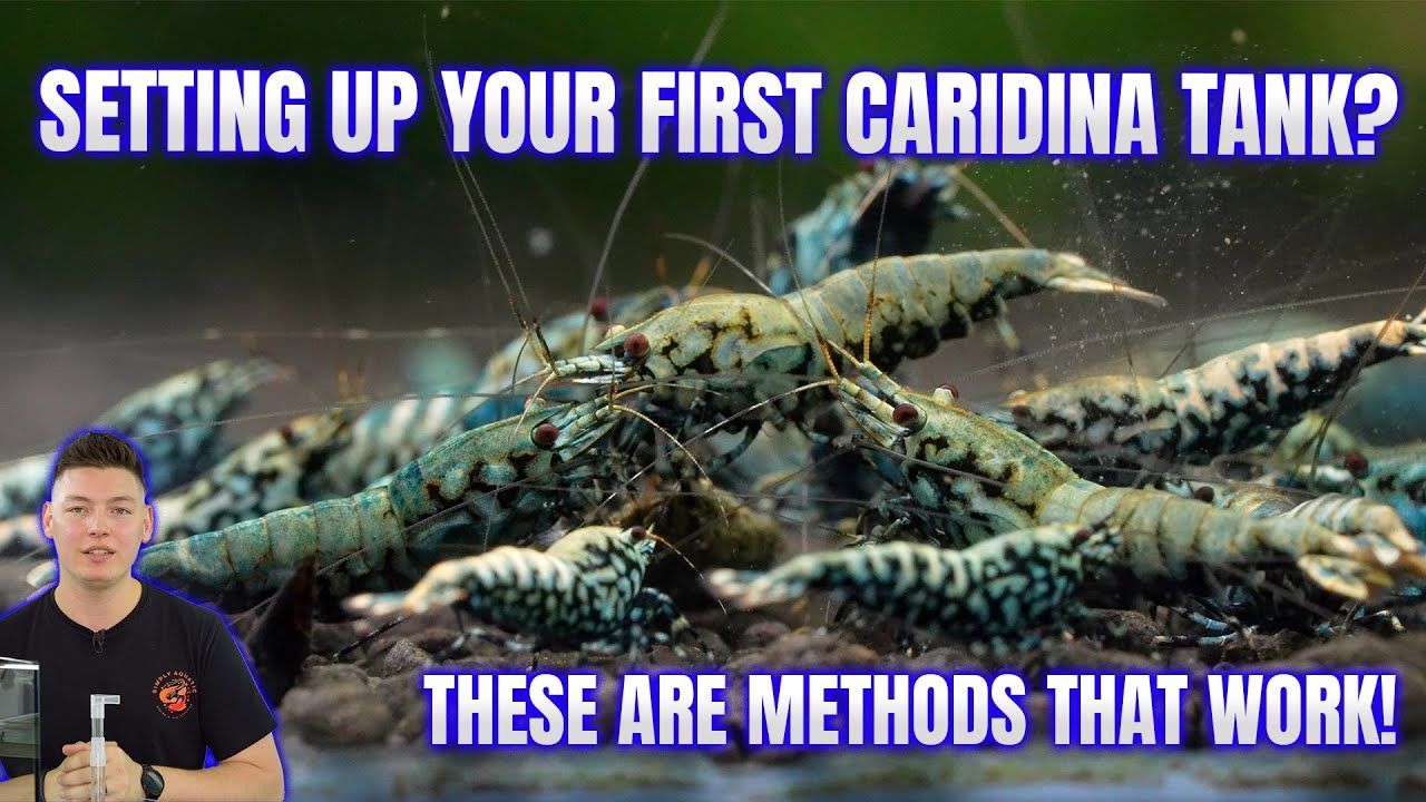 Beginner&rsquo;s Guide to Caridina Shrimp Tanks | UGF vs Substrate vs Reset Baskets