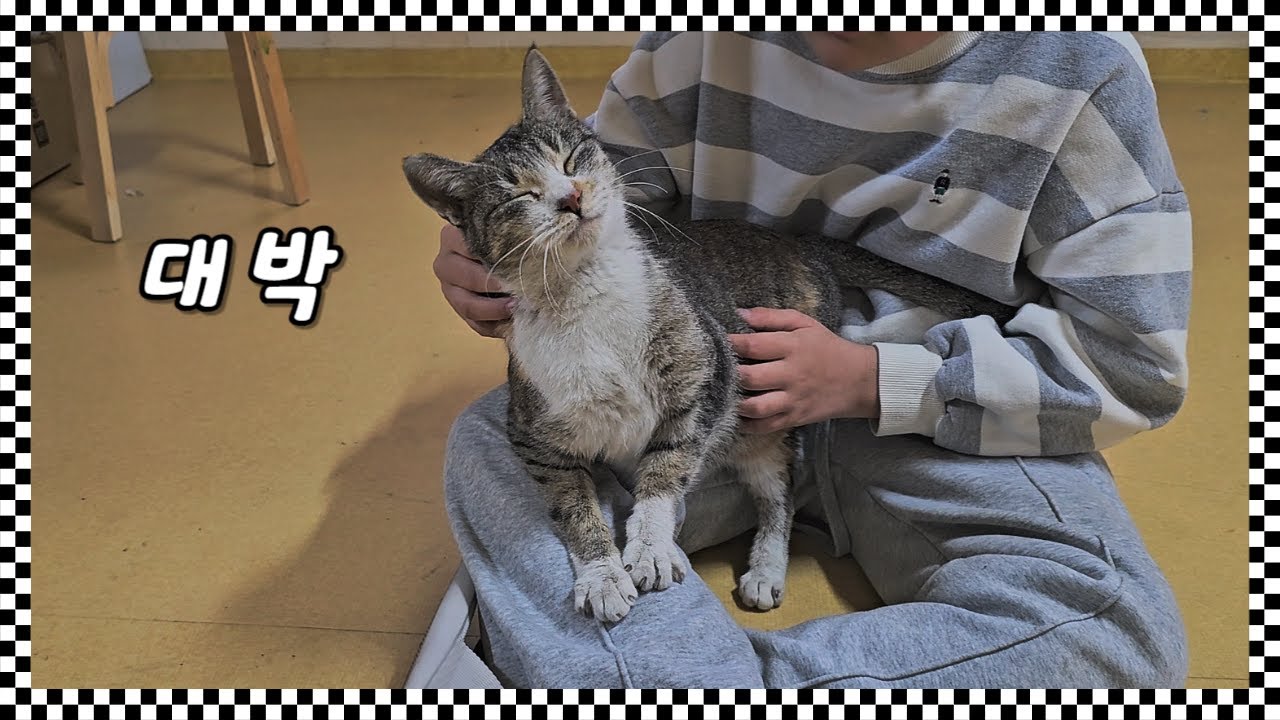 동네 공터에서 냥줍한 고양이는 슈퍼 울트라 초특급 개냥이 였다