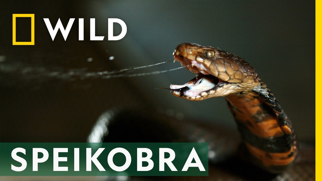 Diese Schlange spuckt ihr Gift umher! | Snakes in the City