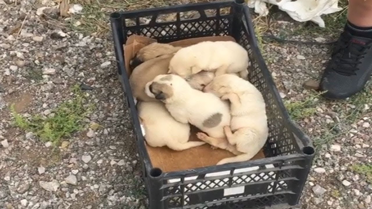 Although newly born, they still try to survive in the remote mountains