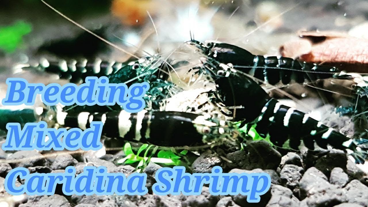 Breeding Mixed Caridina Shrimp