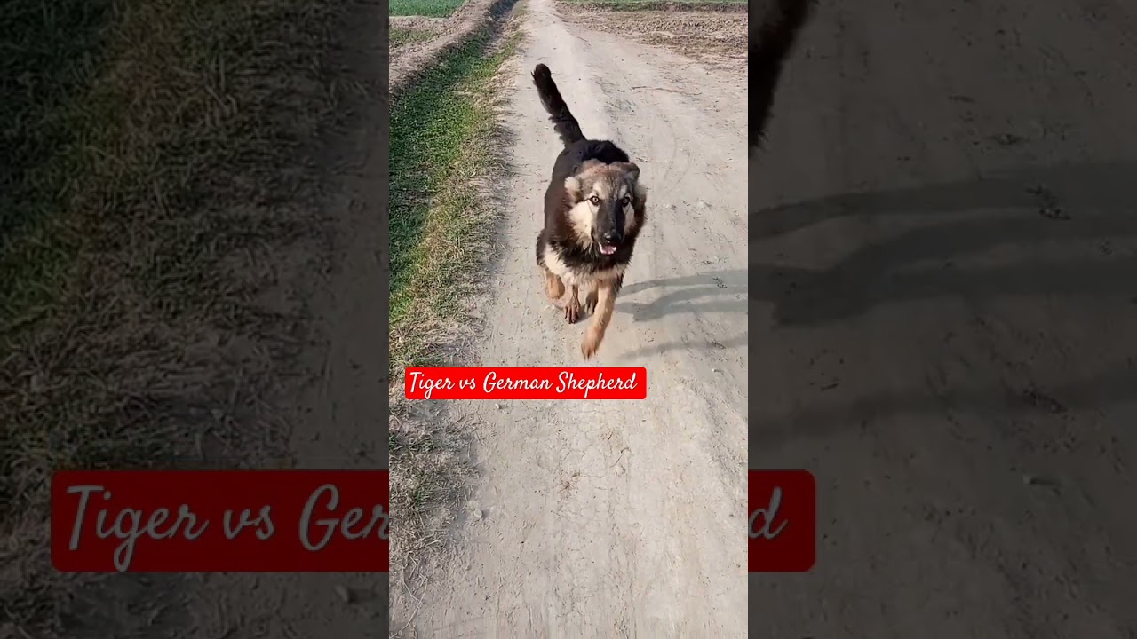 #tigerdog #dog #rottweiler #doglover #tiger #pets #animal #puppy #kenzo #viralvideo #germanshepred