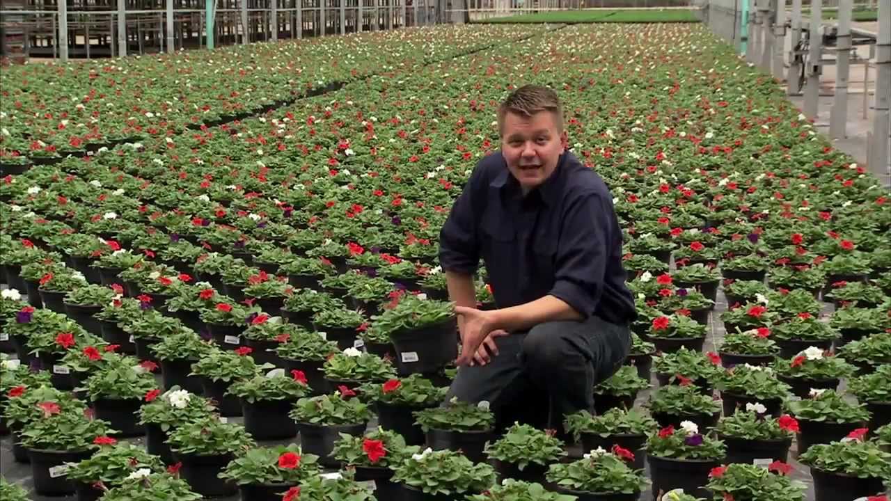 Michigan Greenhouse - America's Heartland