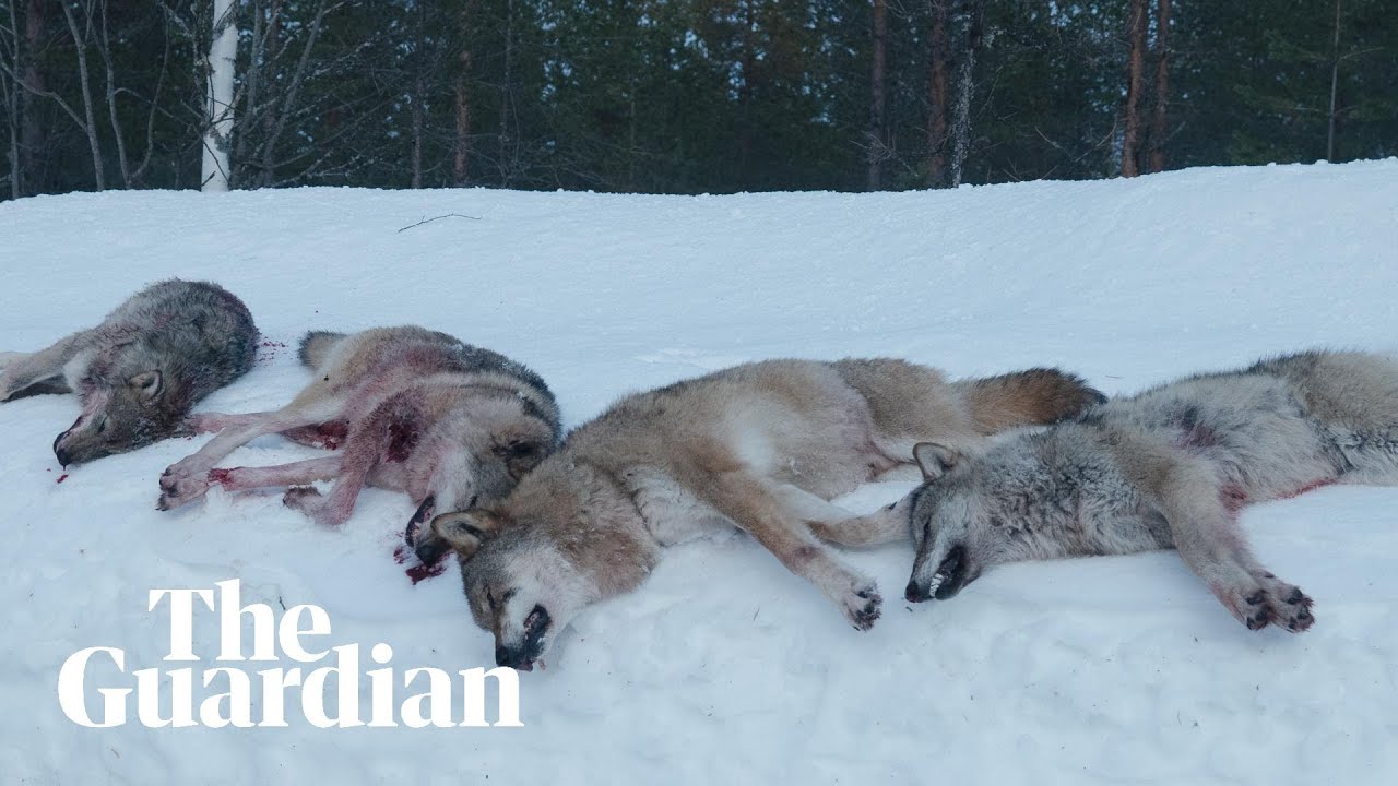 The Wolf Dividing Norway: the hunter versus the environmentalist